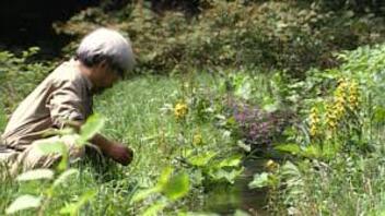 Miyazaki: Dobri duh prirode