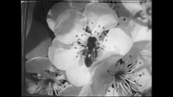 Španjolski nijemi film – Katalonski amaterski filmovi