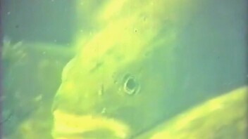 Branko Marjanović i životinje na filmu